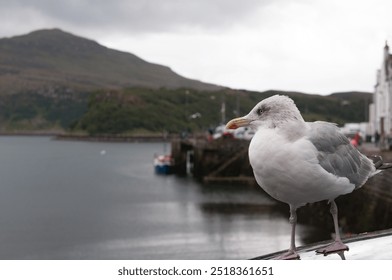 Portrait of Seagull bird standing on a car by the sea, with mountains in the background. Portree Isle of Skye, Scotland - Powered by Shutterstock