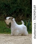 Portrait of  Sealyham Terrier Dog in outdoors.