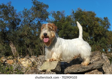 Portrait of  Sealyham Terrier Dog in outdoors.
