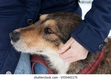 Portrait Of Senior Dog. Owner Strokes A Mongrel Dog.