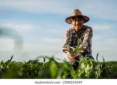 Portrait of senior farmer in corn field looking at camera holding crop in hands at sunset.