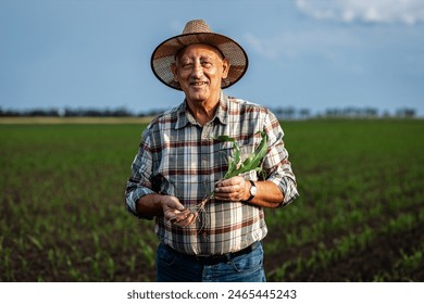 Portrait of senior farmer standing in corn field looking at camera holding crop in hands at sunset.