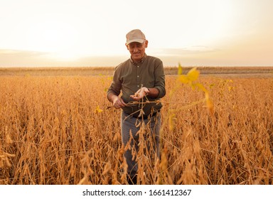 Portrait of senior farmer standing in soybean field examining crop at sunset.