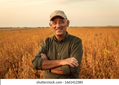 Retrato de agricultor sênior em pé no campo de soja examinando a colheita ao pôr do sol.