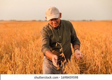 Portrait of senior farmer standing in soybean field examining crop at sunset. - Shutterstock ID 1698459598