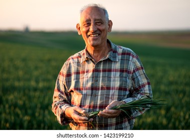 Portrait of senior farmer standing in young wheat field holding crop in his hands. - Powered by Shutterstock