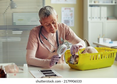 Portrait Of Senior Female Veterinarian Examining Cat Ears With Magnifying Glass During Health Check Up In Vet Clinic