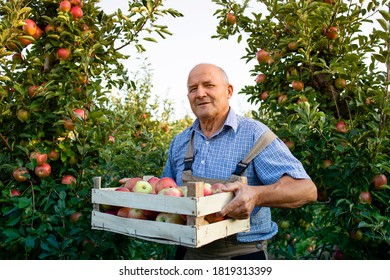 Portrait Of Senior Man Holding Crate Full Of Apples In Fruit Orchard. Apple Harvest And Picking.