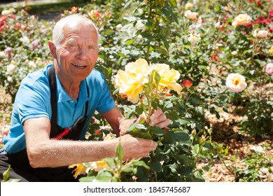 Portrait Of Senior Man Taking Care Of Rose Bushes At Flowerbed In Park