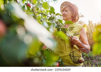 Portrait Of Senior Woman Gardener Harvesting Ripe Organic Apples In Summer Orchard. Farmer Puts Fruits In Metal Basket. Fall Crop Season. Gardening And Farming