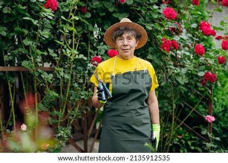 Portrait of a Senior woman gardener in a hat working in her yard with roses. The concept of gardening, growing and caring for flowers and plants.