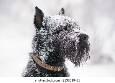 The portrait of a serious black Giant Schnauzer dog with cropped ears wearing a collar and posing outdoors in winter while snowing