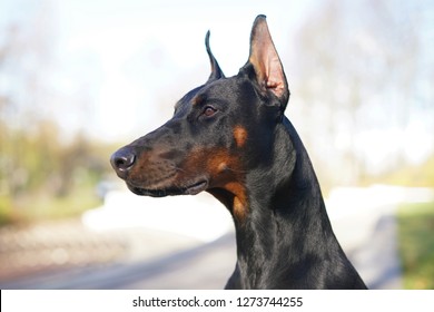 The portrait of a serious black and tan shiny Doberman dog  posing outdoors in autumn
