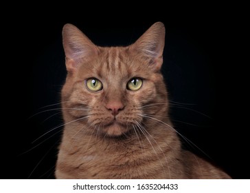 Portrait Of A Serious Cat Looking Straight To The Camera. Isolated On Black Background.