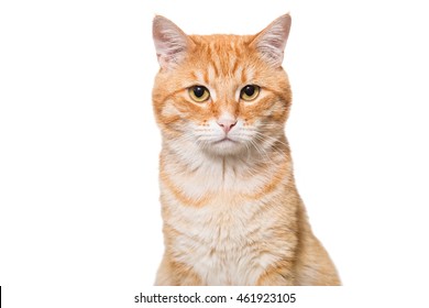 Portrait Serious Orange Cat Isolated On Stock Photo Shutterstock