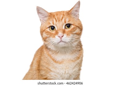 Portrait of a serious orange cat isolated on white