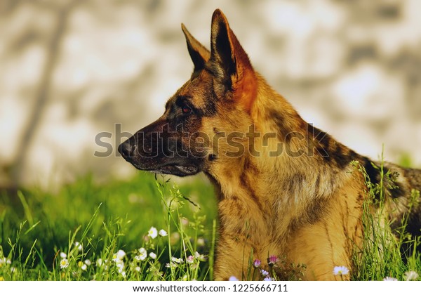 Portrait Serious Shorthaired German Shepherd Dog Stock Photo Edit