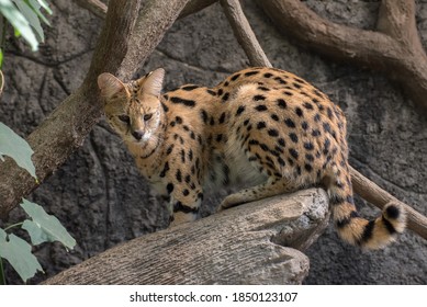 A Portrait Of  Serval Cat