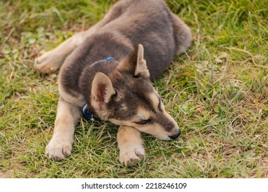 Portrait Of A Service Dog Puppy In Nature