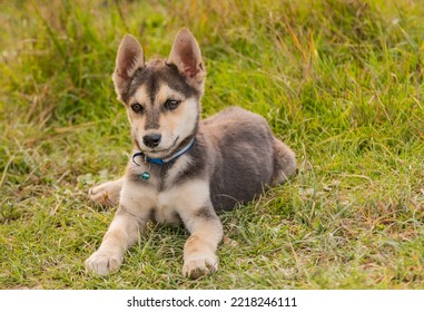 Portrait Of A Service Dog Puppy In Nature