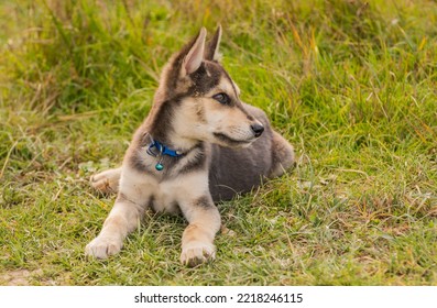 Portrait Of A Service Dog Puppy In Nature