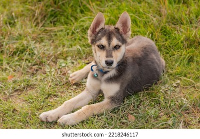 Portrait Of A Service Dog Puppy In Nature