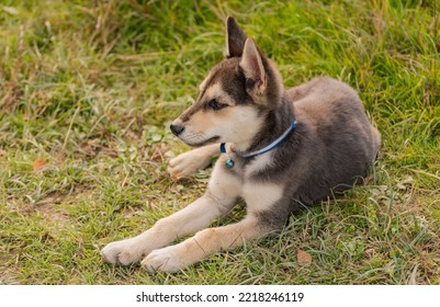 Portrait Of A Service Dog Puppy In Nature