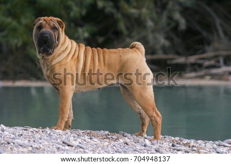 Portrait of an Shar Pei Dog in outdoors.