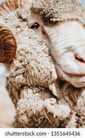 Portrait Of A Sheep, Central Otago, NZ