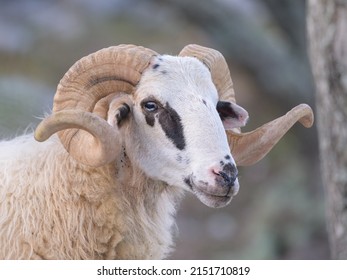 Portrait of a sheep in Croatia with beautiful horns at easter