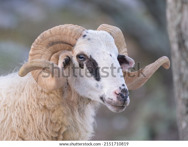 Portrait of a sheep in Croatia with beautiful\
horns at easter