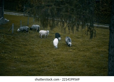 30,069 Sheep Eating Grass Images, Stock Photos & Vectors | Shutterstock