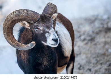 Portrait of a sheep. European mouflon of Corsica. One male Ovis aries musimon. Beauty in nature.