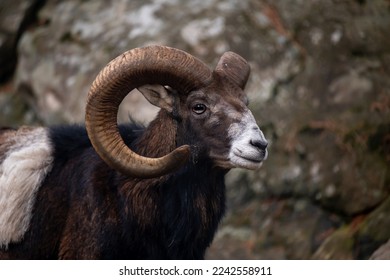 Portrait of a sheep. European mouflon of Corsica. One male Ovis aries musimon. Animal head. - Shutterstock ID 2242558911