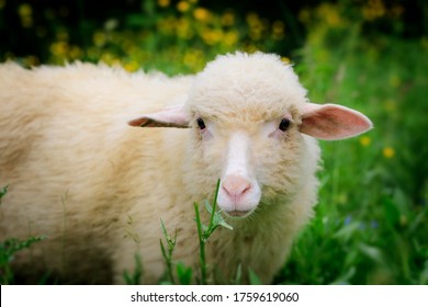 Portrait Sheep  , looking into the camera. Around it and there are yellow flowers and green grass