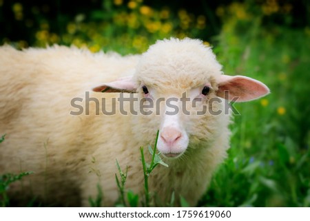 Portrait Sheep  , looking into the camera. Around it and there are yellow flowers and green grass