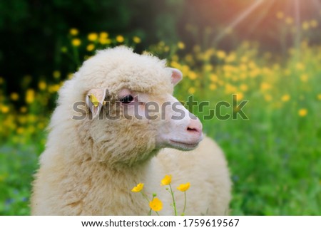 Portrait Sheep  , looking into the camera. Around it and there are yellow flowers and green grass