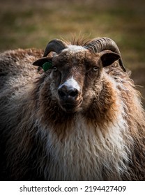 Portrait of sheep on grassland - Shutterstock ID 2194427409