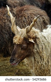 Portrait Sheep Straightcurly Horns Stock Photo (Edit Now) 54293686