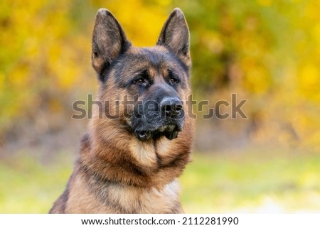 Portrait of a shepherd. Shepherd dog with a proud look close up