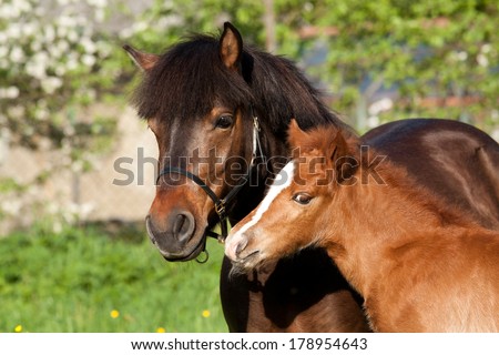 Portrait of Shetland pony mare and foal 