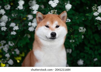 Portrait Shiba Inu Dog In Summer On A Background Of Flowers