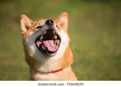 A Portrait Of A Shiba Inu Dog With Wide Open Mouth