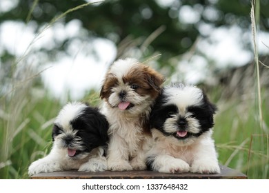 Anak Anjing Images Stock Photos Vectors Shutterstock
