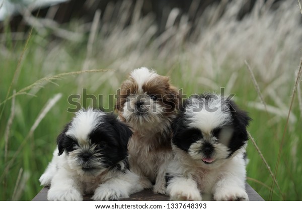 Portrait Shih Tzu Stock Photo Edit Now 1337648393