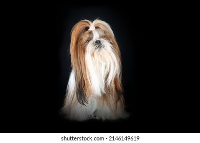 Portrait Of Shih Tzu Long Hair Isolated On Black 