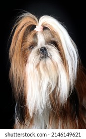 Portrait Of Shih Tzu Long Hair Isolated On Black 