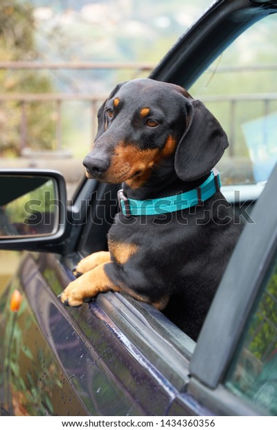 Portrait Short Hair Dachshund Car Stock Photo Edit Now 1434360356