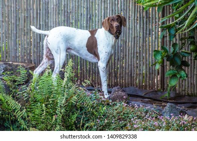 small pointer dog