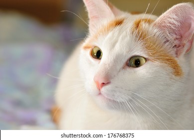 Turkish Van Cat Images Stock Photos Vectors Shutterstock